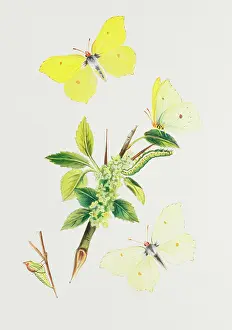 Rhamni: Gonepteryx rhamni, brimstone