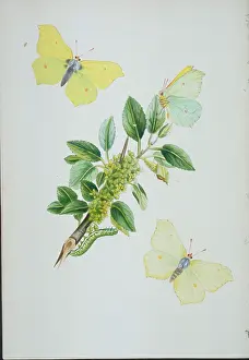 Pupa: Gonepteryx rhamni, brimstone