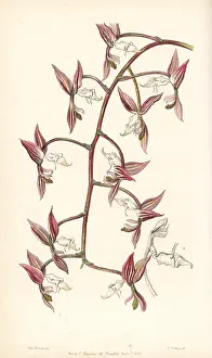 Aromatica: Gongora aromatica orchid