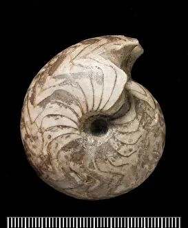 Cephalopoda: Goniatites, fossil ammonite