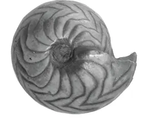 Aguirre: Goniatites sp. goniatite