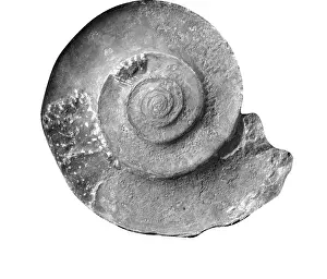 Aguirre: Gonioclymenia laevigata, ammonoid