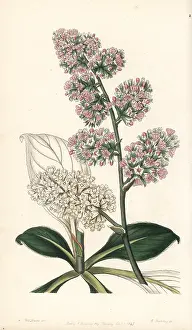 Statice: Goniolimon eximium