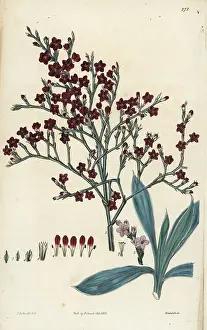 Incana: Goniolimon incanum