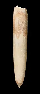 Sedimentary: Gonioteuthis, a fossil belemnite