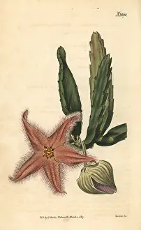 Stapelia: Gonostemon deflexus