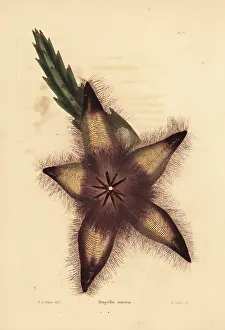 Loddiges: Gonostemon grandiflorus var. sororius