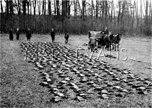 Slaughtered: A GOOD DAY'S WORK
