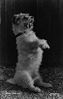 Fluffy: Good Dog