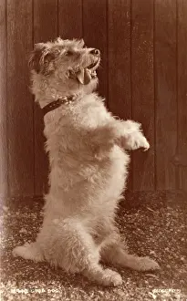 Haunches: Good Dog - A terrier in seriously cute pose