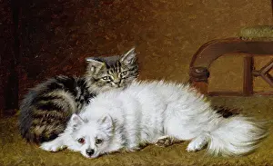 Couldery: Good Friends ' white dog and tabby cat