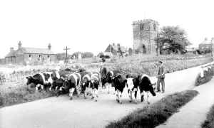 Humberside: Goodmanham, Church c1965