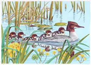 Kingcups: Goosander Family with kingcups in river