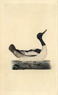 Merganser: Goosander, Mergus merganser