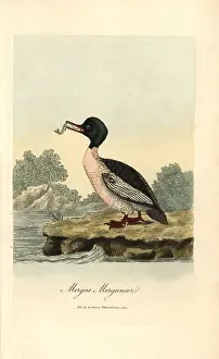 Merganser: Goosander, Mergus merganser