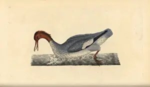 Merganser: Goosander, Mergus merganser, female