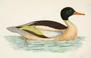 Bills: GOOSANDER (MORRIS)