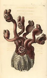 Aurita: Goose barnacle, Conchoderma auritum