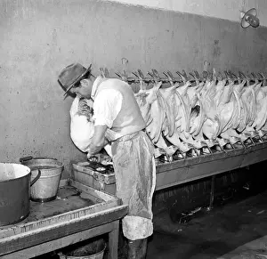 Plucking: Goose farm - meat - feathers