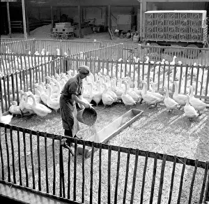 Plucked: Goose farm - meat - feathers