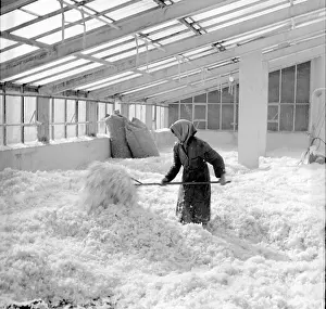 Lucrative: Goose farm - meat - feathers