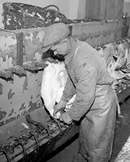 Plucking: Goose farm - meat - feathers