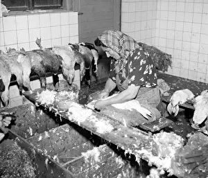 Plucking: Goose farm - meat - feathers