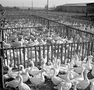 Plucked: Goose farm - meat - feathers