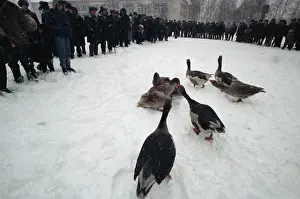 Midst: Goose fight