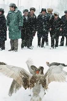 Midst: Goose fight