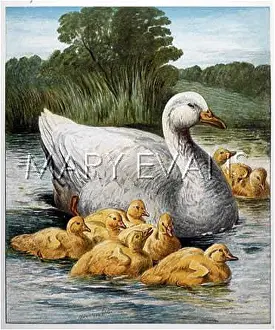 Goslings: GOOSE AND GOSLINGS