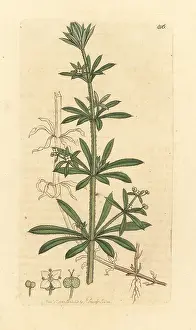 Cleavers: Goose-grass or cleavers, Galium aparine