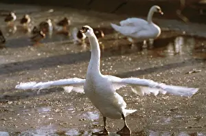 Kaliningrad: Goose in Kaliningrad zoo, 1995