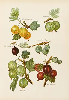 Gooseberries: GOOSEBERRIES