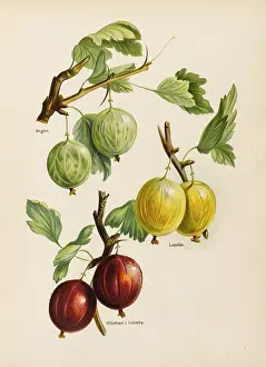 Gooseberries: Gooseberries