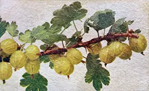 Gooseberries: Gooseberries on a branch