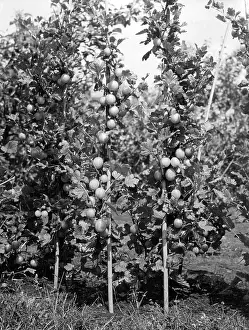 Gooseberries: GOOSEBERRY CORDONS