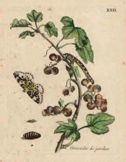 Gooseberry: Gooseberry with moth