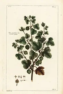 Filius: Gooseberry, Ribes grossularia. Linn. Grosselier epineux