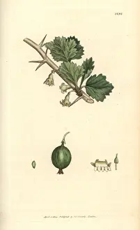 Gooseberry: Gooseberry, Ribes uva-crispa