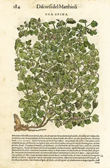 Mattioli: Gooseberry, Ribes uva-crispa