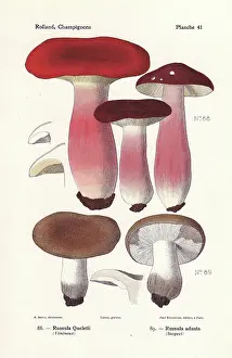 Bessin: Gooseberry russula, Russula queletii, and