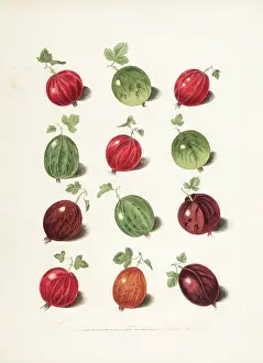 Gooseberry: Gooseberry varieties
