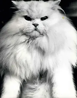 Firsts: Goravon Snow Queen, white Persian long-haired cat