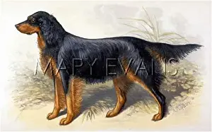 Dalziel: GORDON SETTER (DALZIEL)