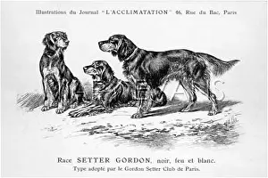 Setters: Gordon Setter Dog