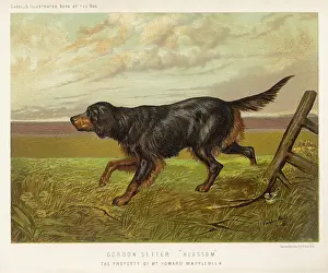 Setter: GORDON SETTER (SHAW)