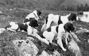 Setter: Gordon Setters Victorian period