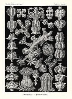Spinosa: Gorgonia soft coral seafans