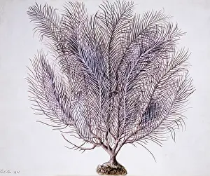 Branched: Gorgonian coral